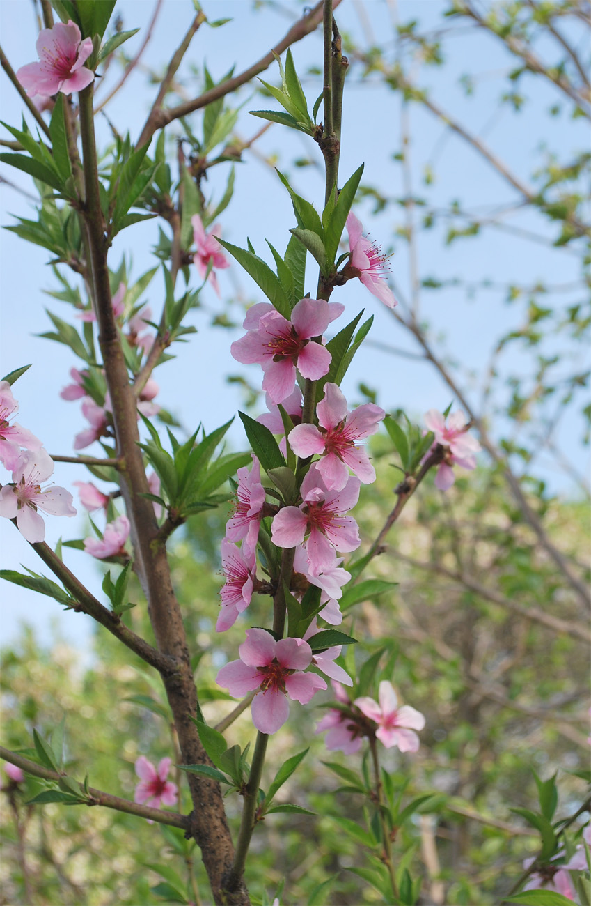 Изображение особи Persica vulgaris.