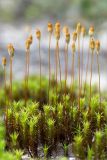 Polytrichum juniperinum. Побеги со спорогонами. Карелия, восточный берег оз. Топозеро, песчаный пляж у границы с низинным болотом. 03.07.2024.