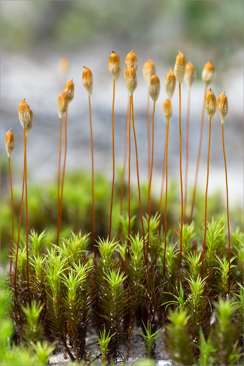 Image of genus Polytrichum specimen.