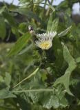 Sonchus oleraceus. Распускающиеся, нераспустившиеся и отцветшее соцветия. Испания, Каталония, пров. Жирона, комарка Баш Эмпорда, муниципалитет Паламос, берег р. Ауби, межа вдоль пешеходной тропы между пашней и лугом. 03.04.2025.