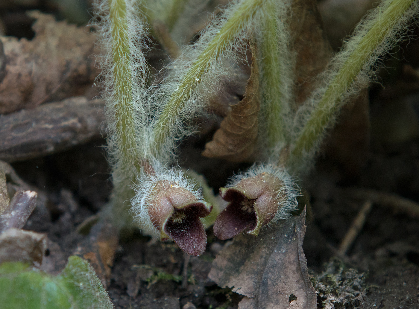 Изображение особи Asarum europaeum.