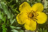 Смотреть изображение Potentilla anserina