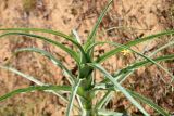 Смотреть изображение Tragopogon dubius подвид desertorum