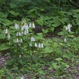 View full-size image Campanula punctata
