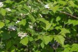 Смотреть изображение Crataegus submollis