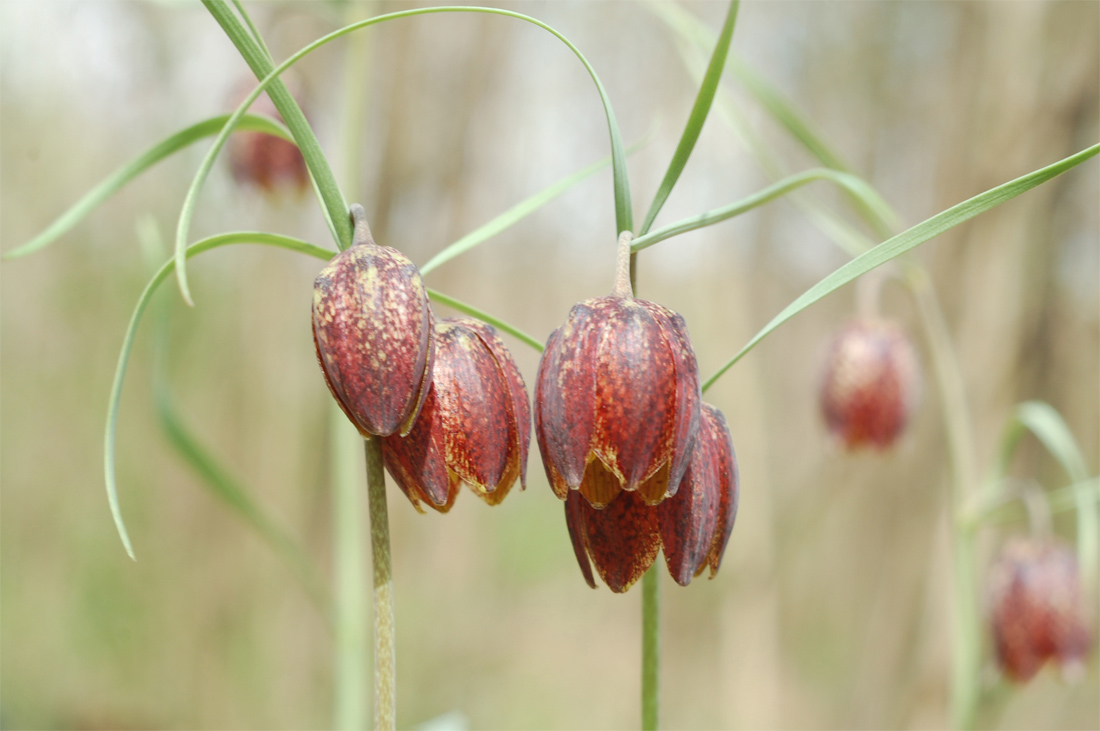 Image of Fritillaria montana specimen.