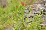 View full-size image Rhodiola rosea
