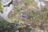 View full-size image Pulsatilla violacea