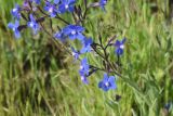 View full-size image Anchusa azurea