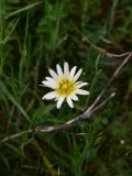 View full-size image Tragopogon graminifolius