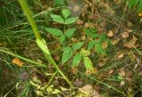 View full-size image Angelica sylvestris
