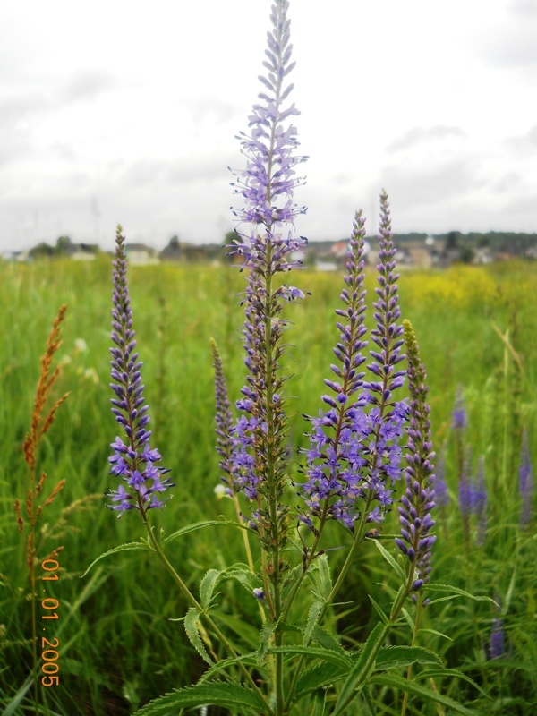 Image of Veronica longifolia specimen.