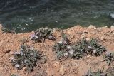 Convolvulus lineatus. Цветущие растения. Крым, Севастополь, скалистый берег моря. 22.06.2021.
