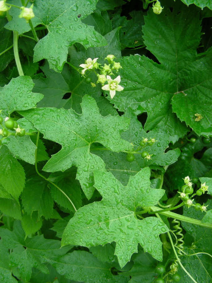 Image of Bryonia alba specimen.