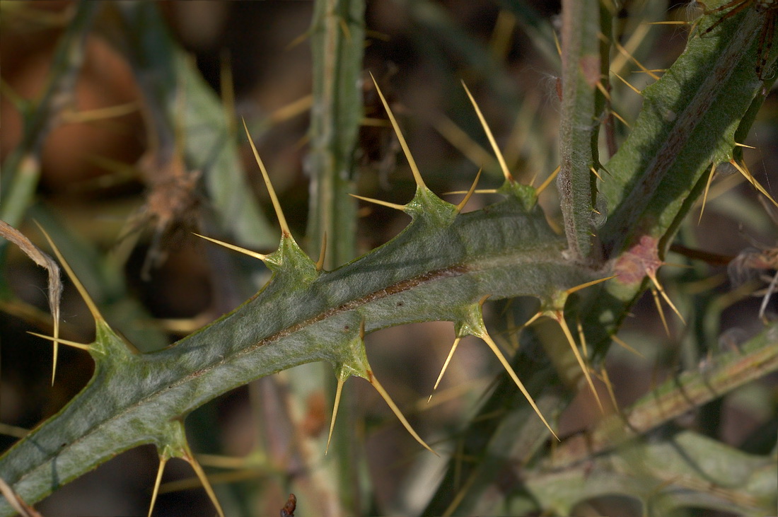 Image of Picnomon acarna specimen.