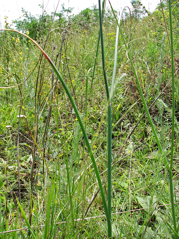 Image of Allium sphaerocephalon specimen.