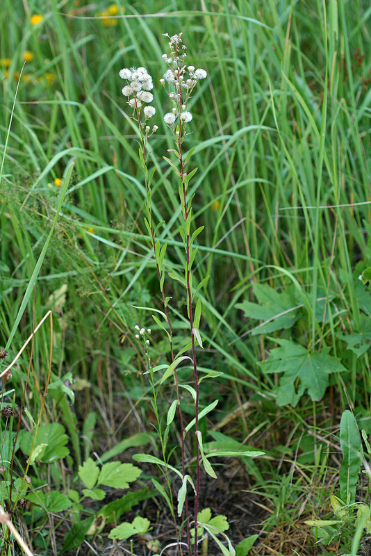 Image of Erigeron podolicus specimen.