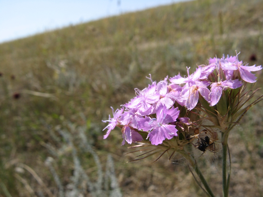 Image of Dianthus pseudarmeria specimen.