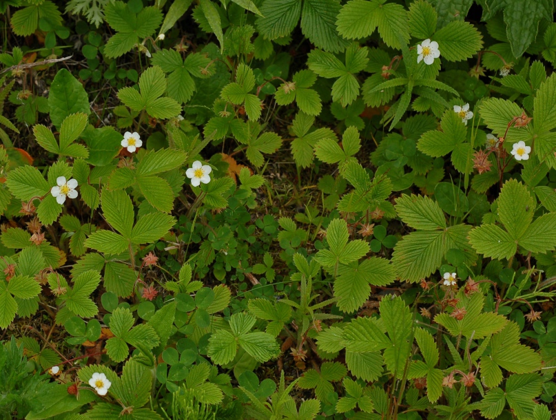 Image of Fragaria yezoensis specimen.