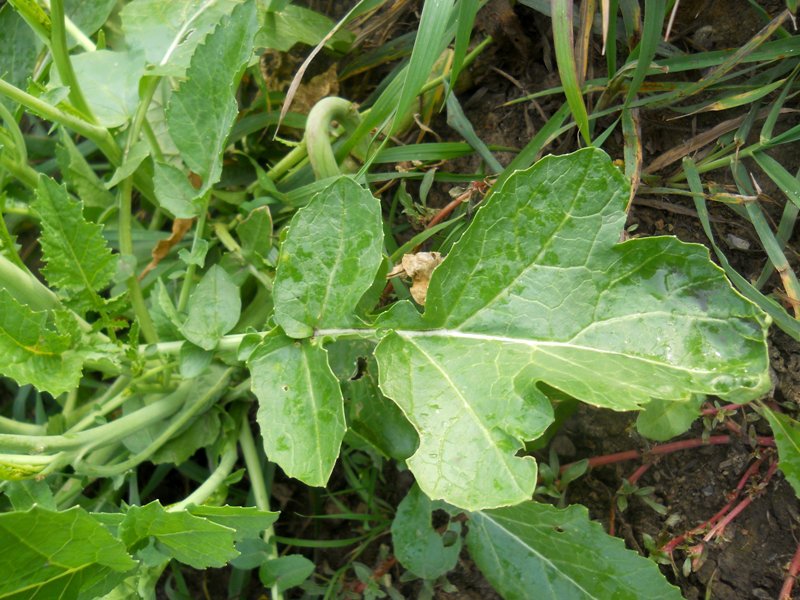 Изображение особи Brassica juncea.