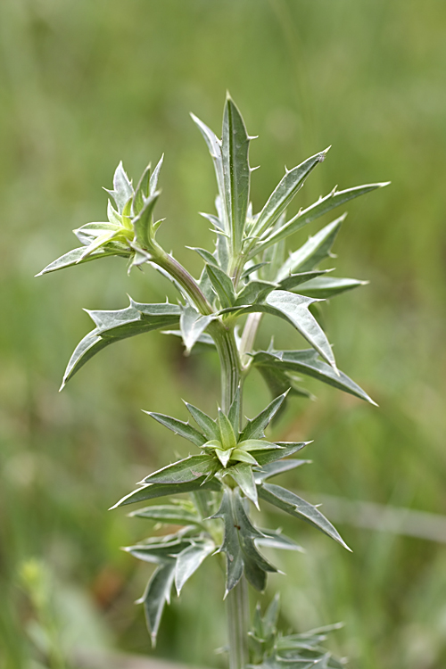 Image of genus Eryngium specimen.