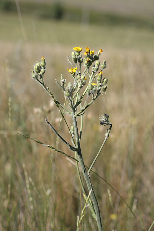 Image of Pilosella procera specimen.