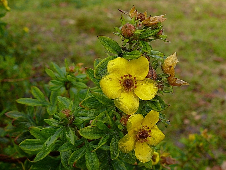 Image of Dasiphora fruticosa specimen.