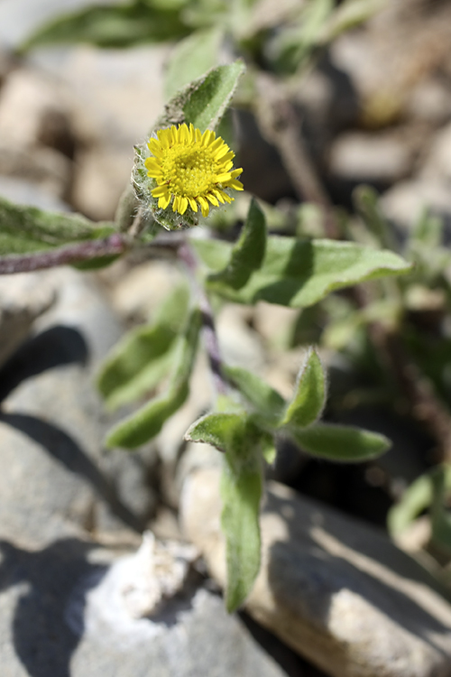 Изображение особи Pulicaria dysenterica.