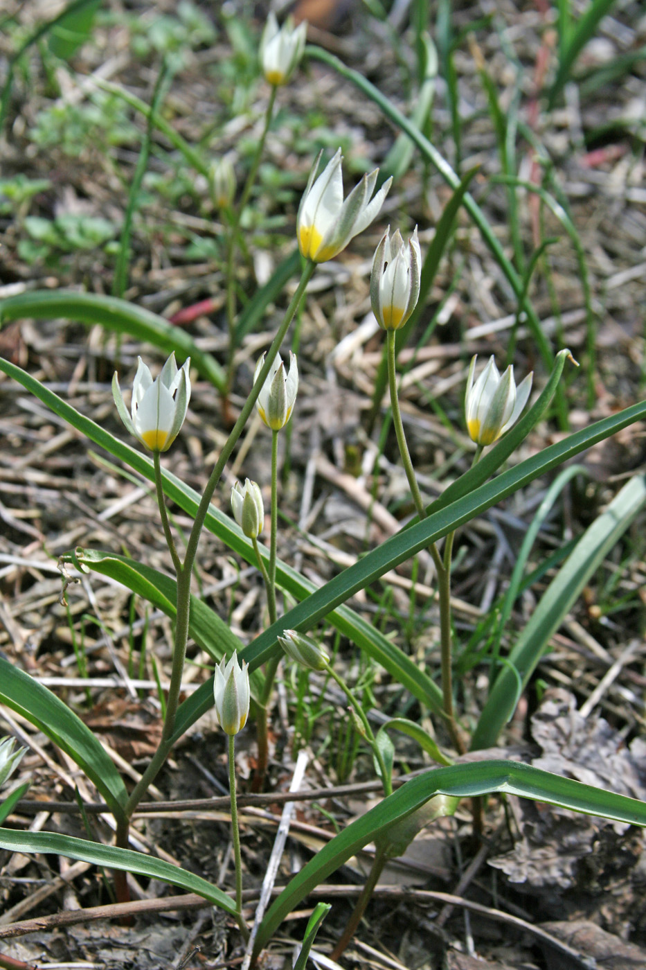 Image of Tulipa bifloriformis specimen.