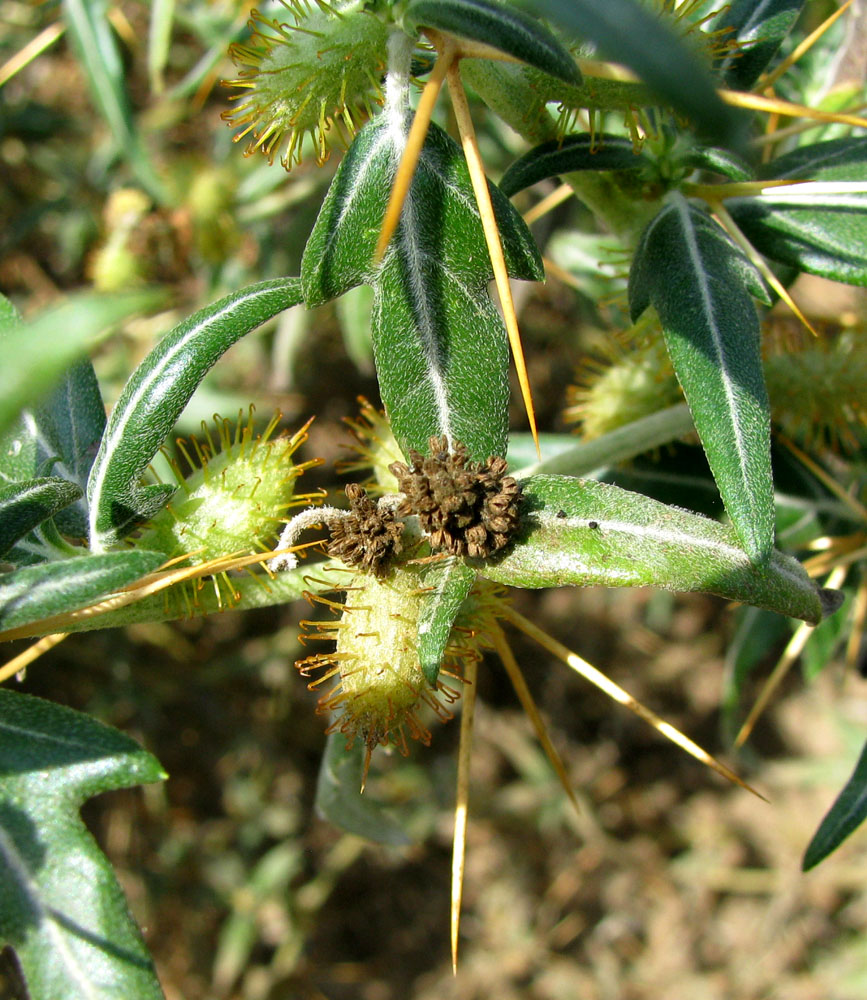 Image of Xanthium spinosum specimen.