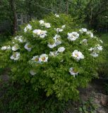 Paeonia suffruticosa