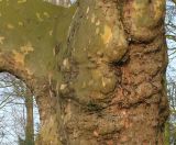 Platanus × acerifolia. Часть ствола старого дерева. Германия, г. Кемпен, в культуре. 23.03.2012.