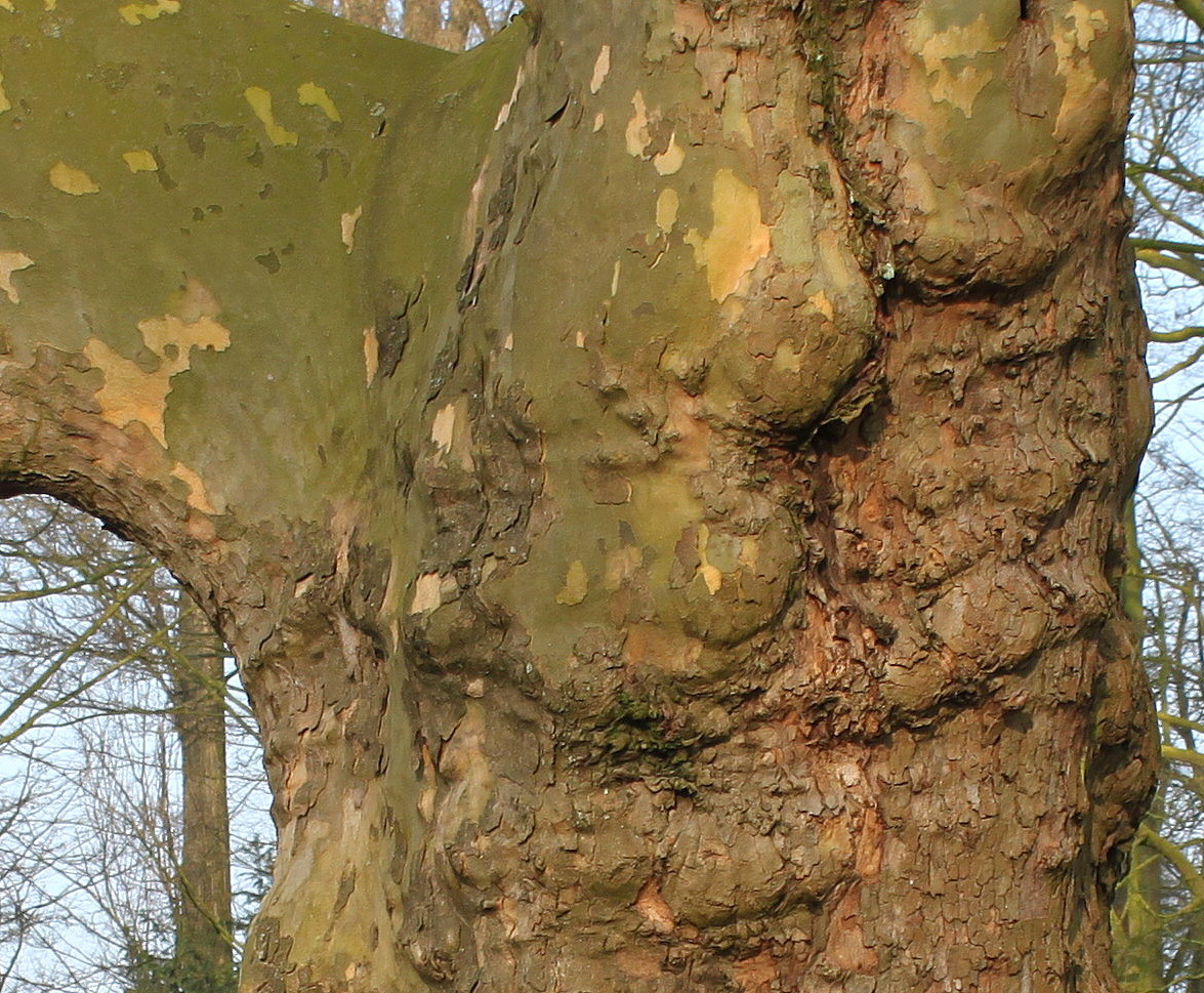 Image of Platanus &times; acerifolia specimen.