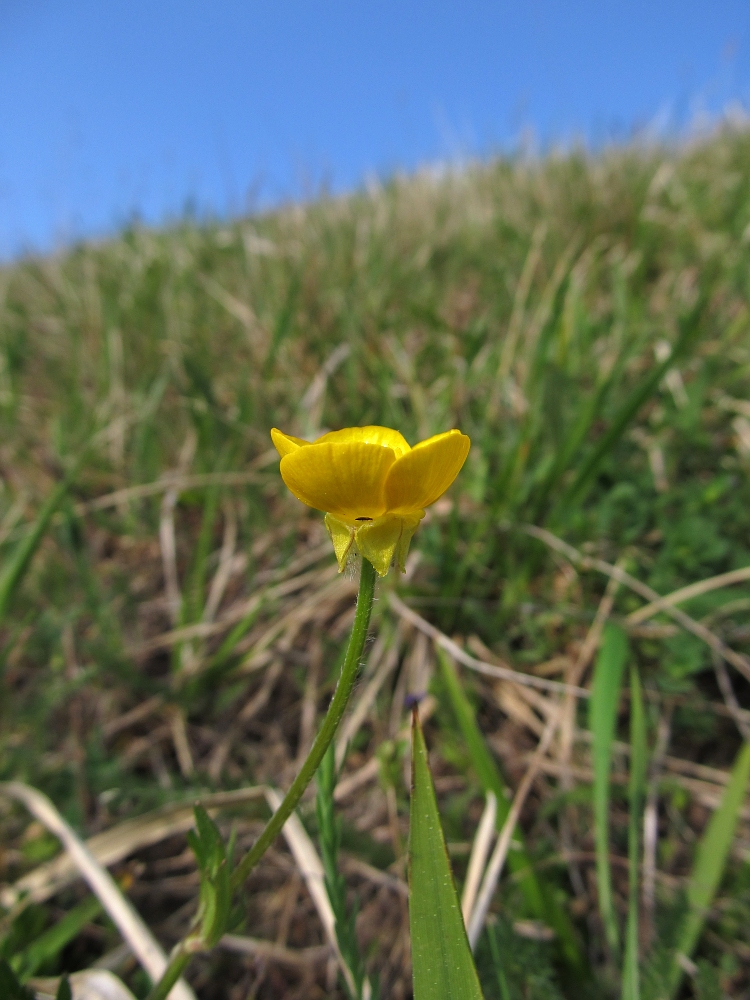 Изображение особи род Ranunculus.