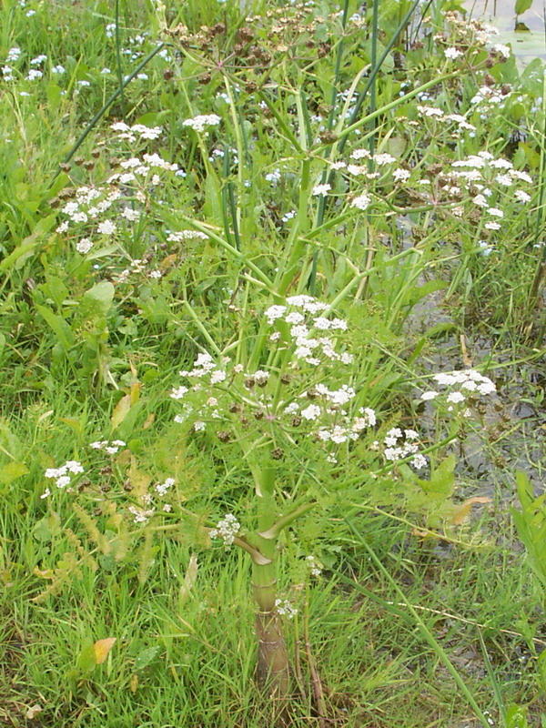 Image of Oenanthe aquatica specimen.