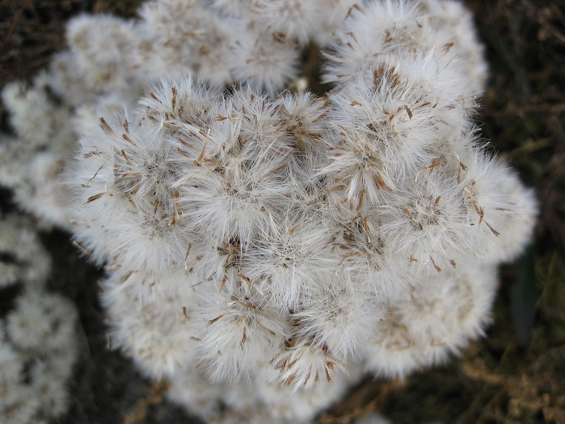 Image of Tripolium pannonicum specimen.