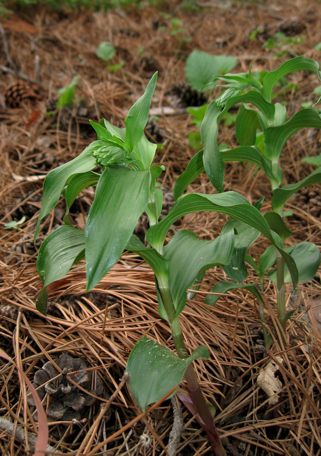 Image of Epipactis helleborine specimen.