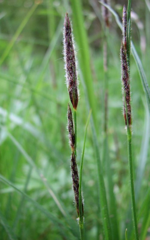 Изображение особи Carex flacca.