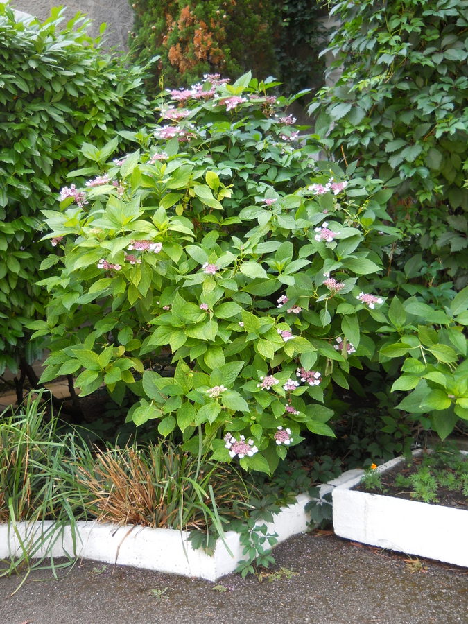 Image of Hydrangea macrophylla specimen.