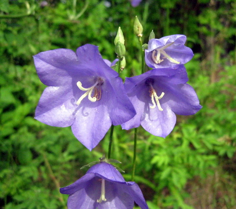 Image of Campanula persicifolia specimen.