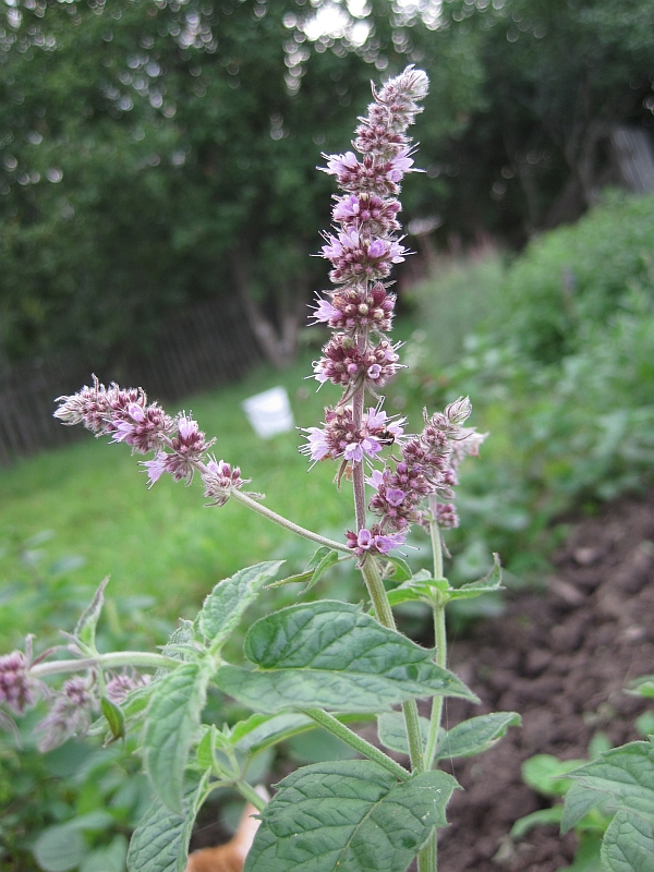 Изображение особи Mentha longifolia.