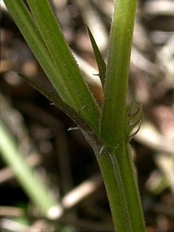 Image of Viola riviniana specimen.