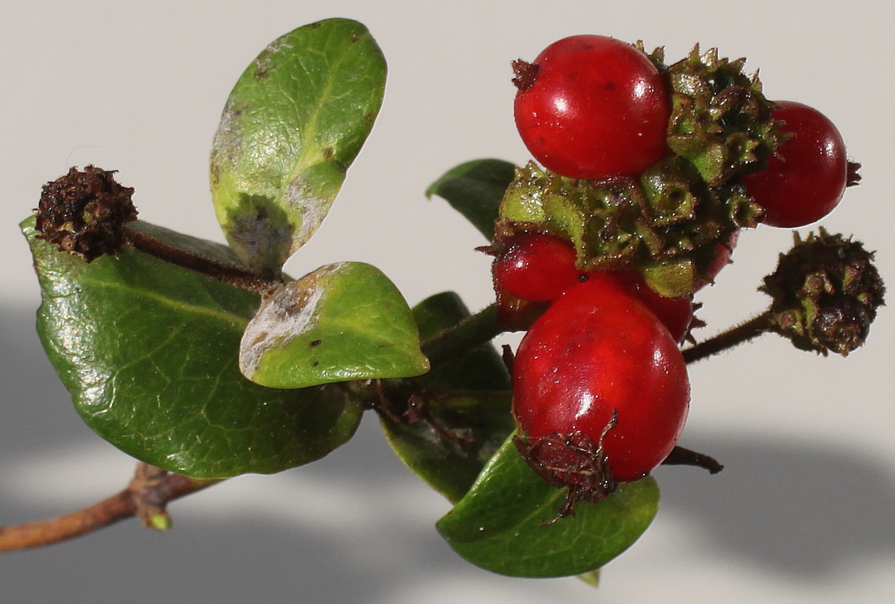 Image of Lonicera &times; heckrottii specimen.