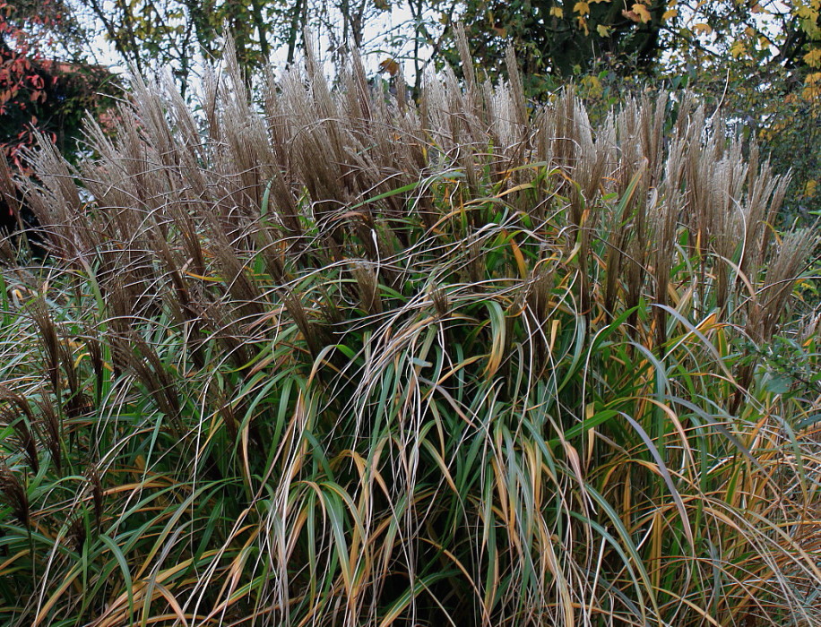 Image of Miscanthus sinensis specimen.