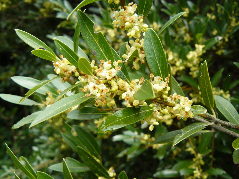 Изображение особи Phillyrea angustifolia.