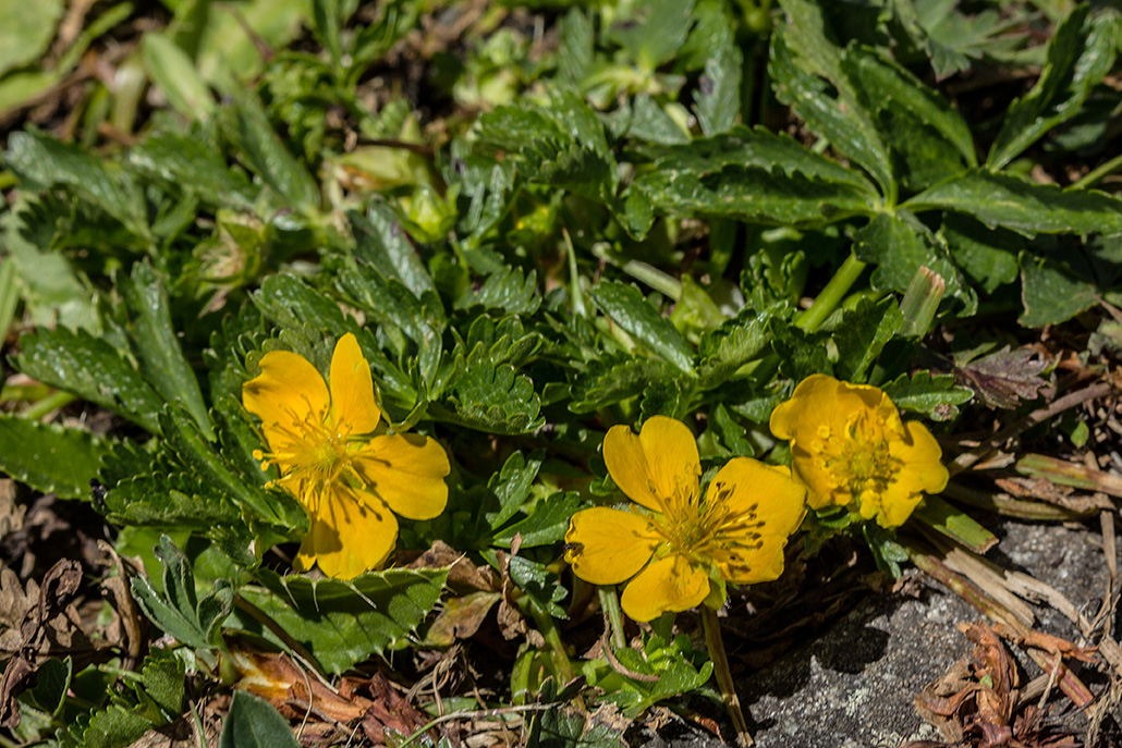 Image of Potentilla ruprechtii specimen.