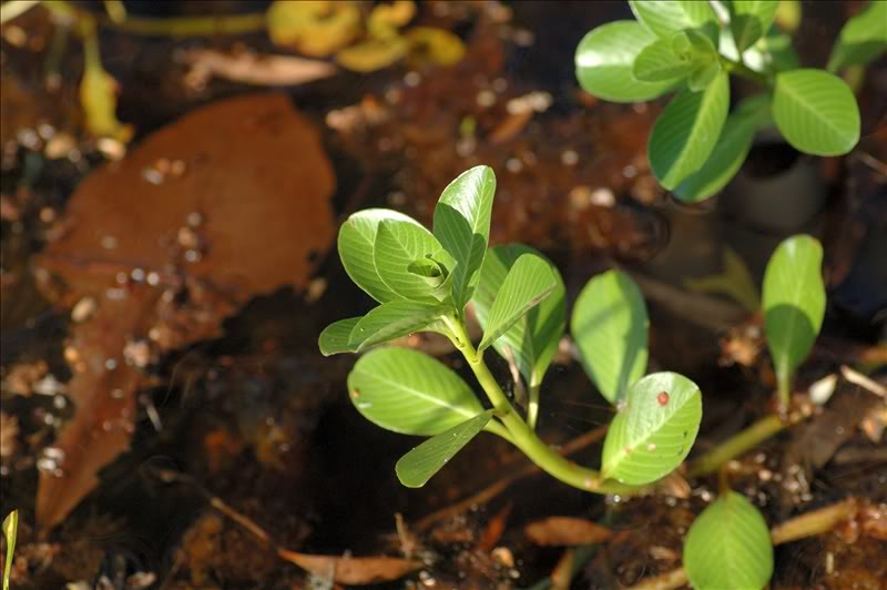 Image of Ludwigia adscendens specimen.