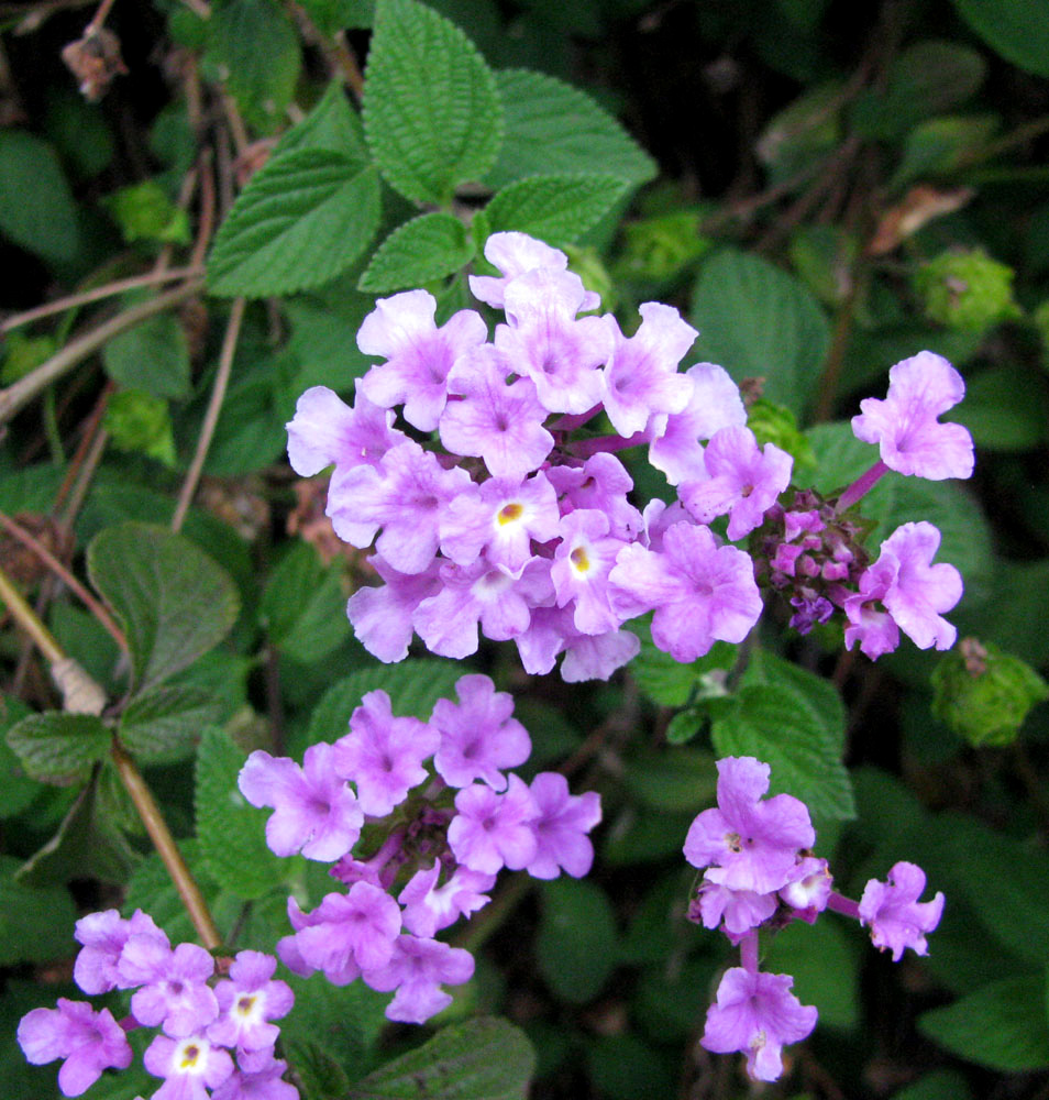 Изображение особи Lantana montevidensis.