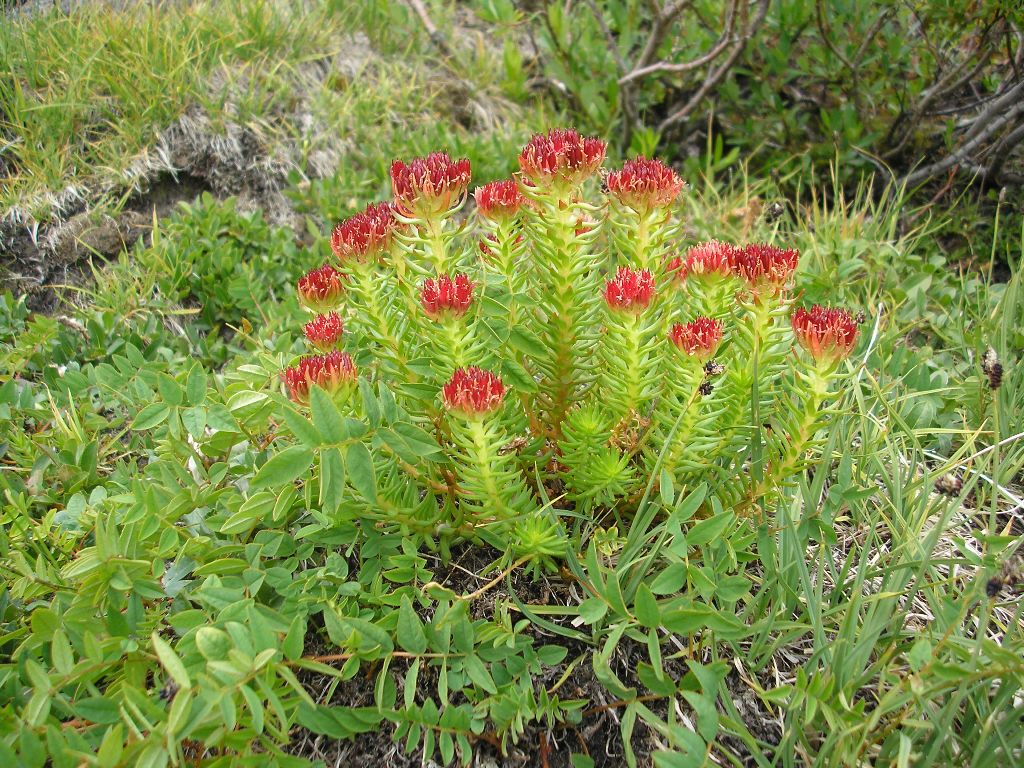 Image of Rhodiola algida specimen.