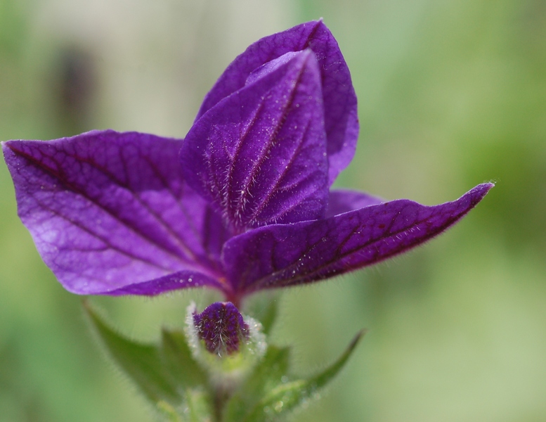 Изображение особи Salvia viridis.